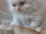 Кошки, котята Персидская, цена 1500 Грн., Фото