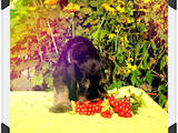 Собаки, щенята Цвергшнауцер, ціна 10000 Грн., Фото