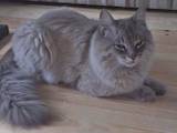 Кішки, кошенята Невськая маскарадна, ціна 1000 Грн., Фото