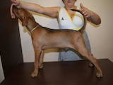 Собаки, щенята Пінчер, ціна 10000 Грн., Фото