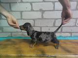 Собаки, щенята Гладкошерста такса, ціна 3000 Грн., Фото