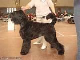 Собаки, щенята Чорний тер'єр, ціна 6000 Грн., Фото