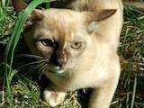 Кошки, котята Бирманская, цена 6500 Грн., Фото