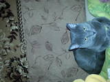 Кошки, котята Русская голубая, цена 200 Грн., Фото