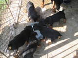 Собаки, щенята Ягдтер'єр, ціна 700 Грн., Фото