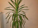 Домашние растения Пальмы, цена 500 Грн., Фото
