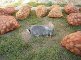 Животноводство Кролиководство, цена 100 Грн., Фото