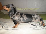 Собаки, щенки Гладкошерстная миниатюрная такса, цена 8000 Грн., Фото