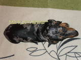 Собаки, щенята Гладкошерста мініатюрна такса, ціна 8000 Грн., Фото