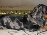 Собаки, щенята Гладкошерста мініатюрна такса, ціна 8000 Грн., Фото