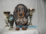 Собаки, щенки Гладкошерстная миниатюрная такса, цена 8000 Грн., Фото