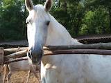 Животноводство,  Сельхоз животные Лошади, ослы, др., цена 20000 Грн., Фото
