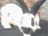 Гризуни Кролики, ціна 800 Грн., Фото