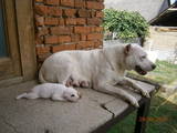 Собаки, щенята Аргентинський дог, ціна 7500 Грн., Фото