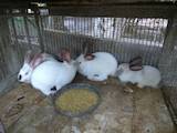 Животноводство,  Сельхоз животные Кролики, Нутрии, цена 100 Грн., Фото