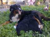 Собаки, щенки Большой Швейцарский зенненхунд, цена 3700 Грн., Фото
