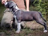 Собаки, щенята Американський стаффордширський тер'єр, ціна 23000 Грн., Фото