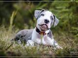 Собаки, щенки Американский стаффордширский терьер, цена 23000 Грн., Фото