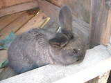 Гризуни Кролики, ціна 170 Грн., Фото