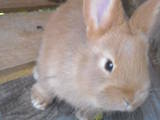 Гризуни Кролики, ціна 170 Грн., Фото