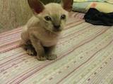 Кошки, котята Петербургский сфинкс, цена 1500 Грн., Фото