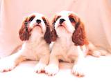 Собаки, щенки Кавалер-Кинг-Чарльз спаниель, цена 29000 Грн., Фото
