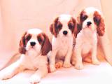 Собаки, щенята Кавалер-кинг-чарльз спаніель, ціна 29000 Грн., Фото