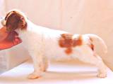 Собаки, щенки Кавалер-Кинг-Чарльз спаниель, цена 29000 Грн., Фото
