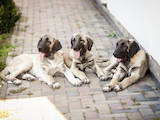 Собаки, щенки Турецкий кангал, цена 15000 Грн., Фото