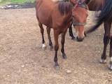 Животноводство,  Сельхоз животные Лошади, ослы, др., цена 5000 Грн., Фото