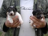 Собаки, щенята Жорсткошерстий фокстер'єр, ціна 1200 Грн., Фото