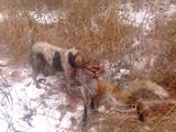 Собаки, щенята Жорсткошерстий фокстер'єр, ціна 1200 Грн., Фото