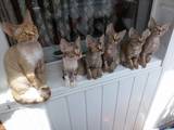 Кішки, кошенята Девон-рекс, ціна 5000 Грн., Фото