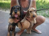 Собаки, щенки Жесткошерстная такса, цена 4000 Грн., Фото