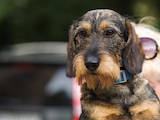 Собаки, щенята Жорсткошерста такса, ціна 4000 Грн., Фото