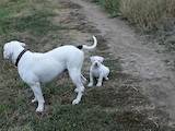 Собаки, щенята Американський бульдог, ціна 5000 Грн., Фото