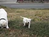 Собаки, щенята Американський бульдог, ціна 5000 Грн., Фото