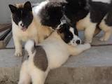Собаки, щенята Американський акіта, ціна 3000 Грн., Фото
