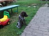 Собаки, щенята Дірхаунд, ціна 1200 Грн., Фото