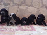 Собаки, щенки Английский спрингер спаниель, цена 750 Грн., Фото