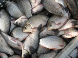Продовольство Риба і рибопродукти, ціна 20 Грн./кг., Фото