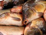 Продовольствие Рыба и рыбопродукты, цена 20 Грн./кг., Фото