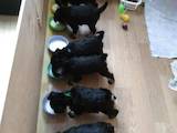 Собаки, щенки Цвергшнауцер, цена 3500 Грн., Фото