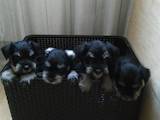 Собаки, щенки Цвергшнауцер, цена 3500 Грн., Фото
