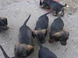 Собаки, щенки Жесткошерстная такса, цена 600 Грн., Фото