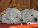 Собаки, щенки Золотистый ретривер, цена 15000 Грн., Фото