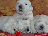 Собаки, щенята Золотистий ретрівер, ціна 15000 Грн., Фото