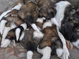 Собаки, щенята Московська сторожова, ціна 3000 Грн., Фото