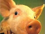 Тваринництво,  Сільгосп тварини Свині, ціна 36 Грн., Фото