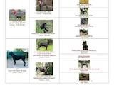 Собаки, щенята Кане Корсо, ціна 16000 Грн., Фото